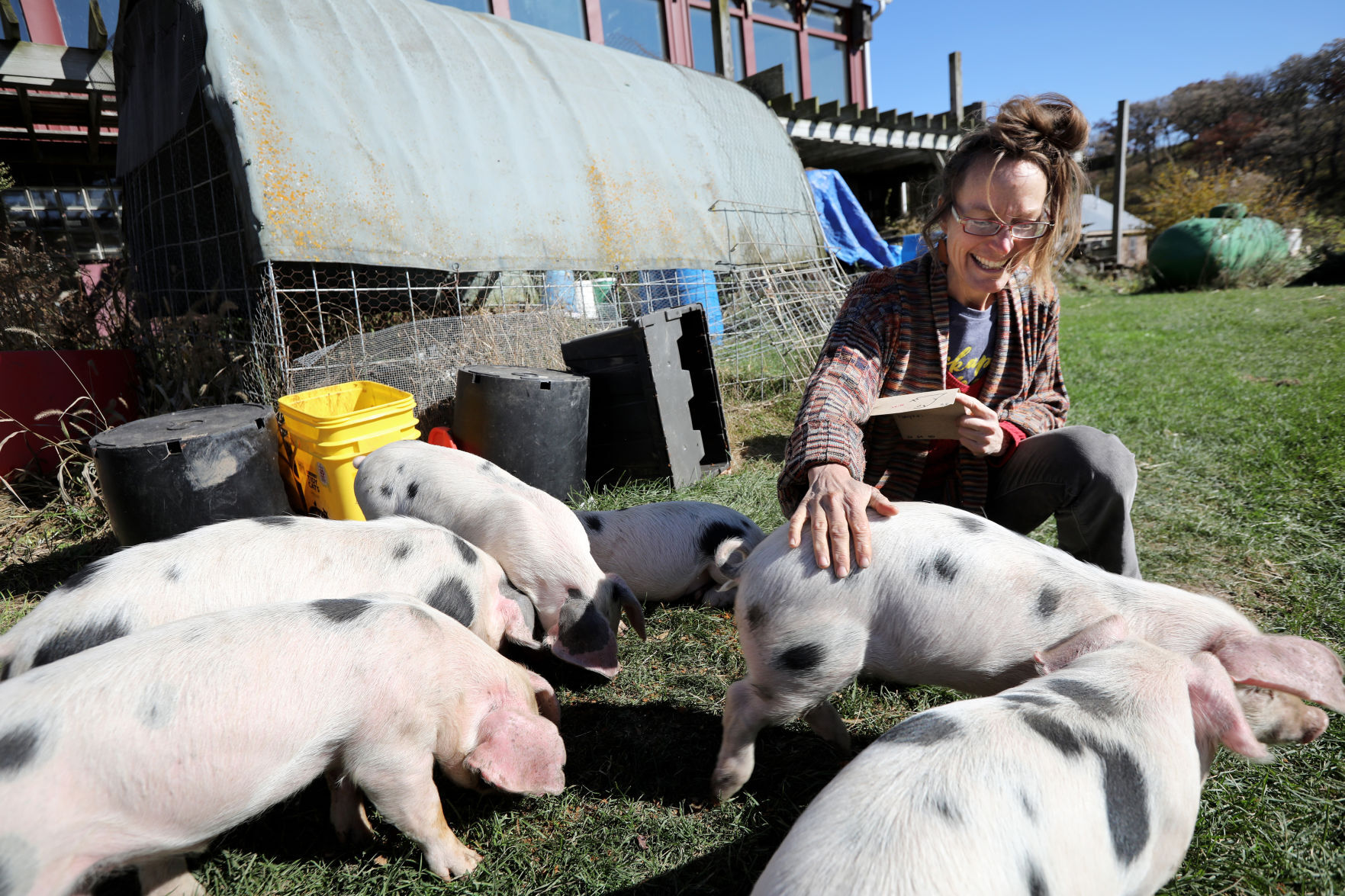 Pig farm
